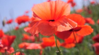 Gün doğumunda bir tarlada kırmızı yabani haşhaş çiçeği