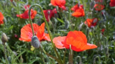 Gün doğumunda bir tarlada kırmızı yabani haşhaş çiçeği