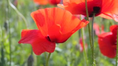 Gün doğumunda bir tarlada kırmızı yabani haşhaş çiçeği
