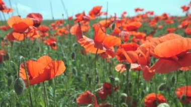 Gün doğumunda bir tarlada kırmızı yabani haşhaş çiçeği
