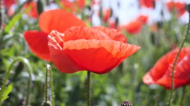 Gün doğumunda bir tarlada kırmızı yabani haşhaş çiçeği