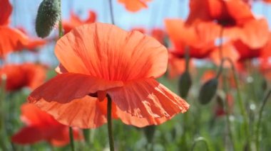 Gün doğumunda bir tarlada kırmızı yabani haşhaş çiçeği