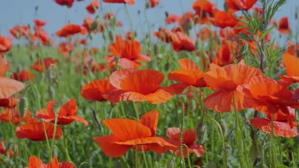 Red Wild Poppy Flower Field Sunrise — Stock Video