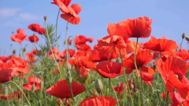 Red Wild Poppy Flower Field Sunrise — Stock Video