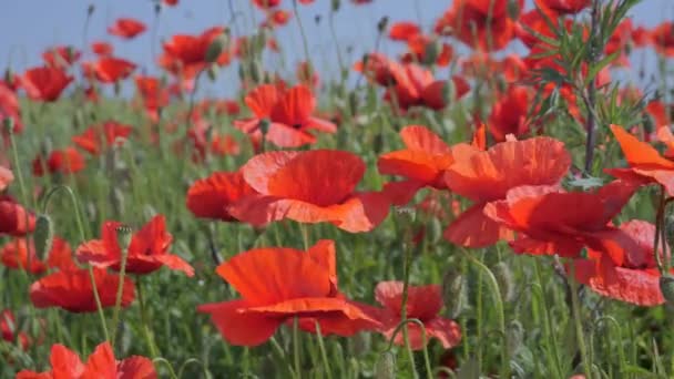 Κόκκινο Άγριο Λουλούδι Παπαρούνας Ένα Χωράφι Ξημέρωμα — Αρχείο Βίντεο