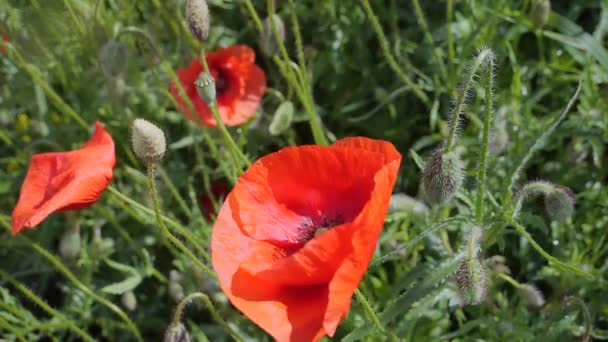 Red Wild Poppy Flower Field Sunrise — Stock Video