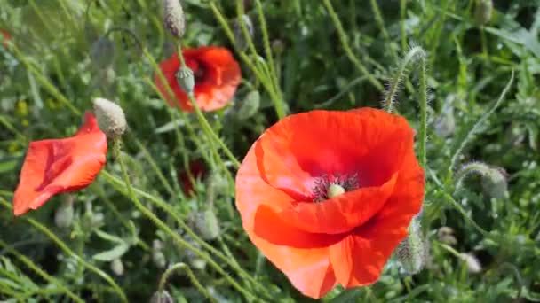 Rote Wilde Mohnblume Auf Einem Feld Bei Sonnenaufgang — Stockvideo