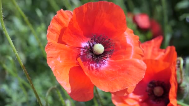 Червона Дика Макова Квітка Полі Сході Сонця — стокове відео