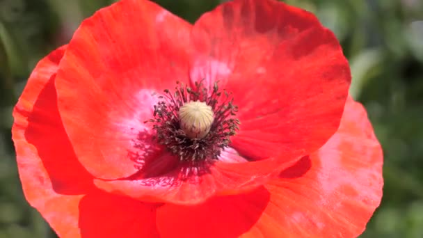 Rode Wilde Poppy Bloem Een Veld Bij Zonsopgang — Stockvideo