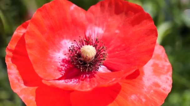 Rode Wilde Poppy Bloem Een Veld Bij Zonsopgang — Stockvideo