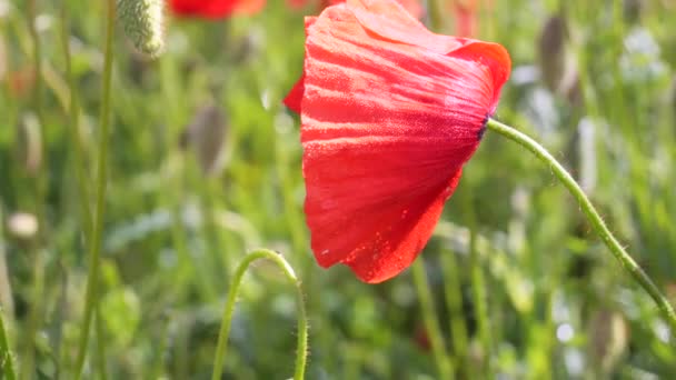 Flor Roja Amapola Silvestre Campo Amanecer — Vídeo de stock