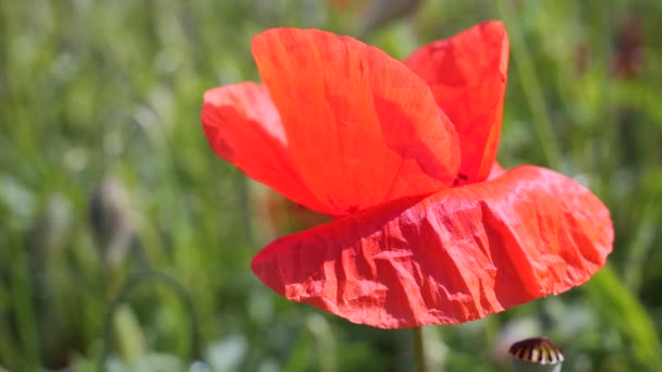 Fleur Pavot Sauvage Rouge Dans Champ Lever Soleil — Video
