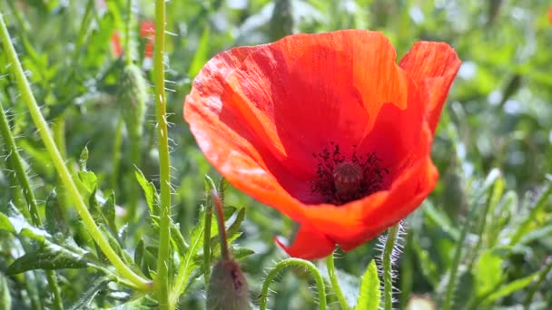 Red Wild Poppy Flower Field Sunrise — Stock Video