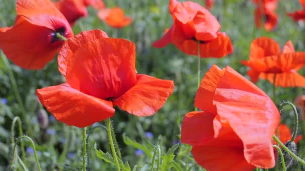 Red Wild Poppy Flower Field Sunrise — Stock Video