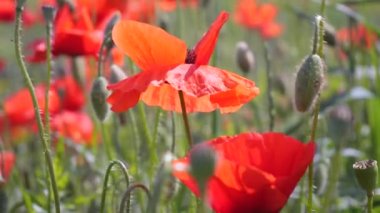 Gün doğumunda bir tarlada kırmızı yabani haşhaş çiçeği