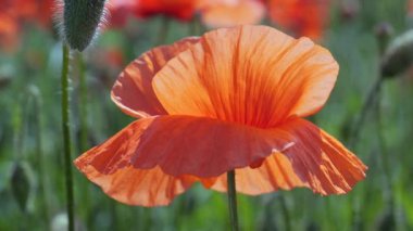 Gün doğumunda bir tarlada kırmızı yabani haşhaş çiçeği