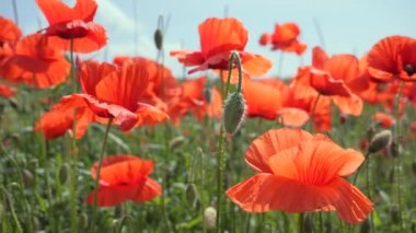 Gün doğumunda bir tarlada kırmızı yabani haşhaş çiçeği