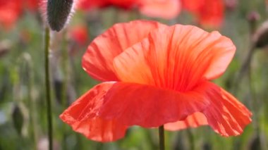 Gün doğumunda bir tarlada kırmızı yabani haşhaş çiçeği