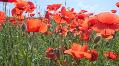 Gün doğumunda bir tarlada kırmızı yabani haşhaş çiçeği
