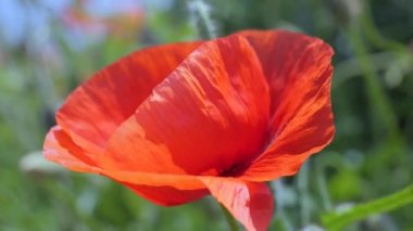 Gün doğumunda bir tarlada kırmızı yabani haşhaş çiçeği