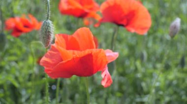 Gün doğumunda bir tarlada kırmızı yabani haşhaş çiçeği