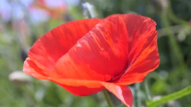 Gün doğumunda bir tarlada kırmızı yabani haşhaş çiçeği