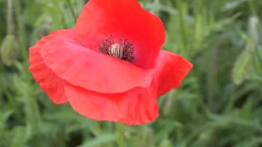 Gün doğumunda bir tarlada kırmızı yabani haşhaş çiçeği