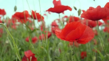 Gün doğumunda bir tarlada kırmızı yabani haşhaş çiçeği