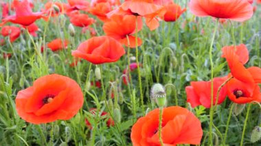 Gün doğumunda bir tarlada kırmızı yabani haşhaş çiçeği