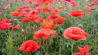 Gün doğumunda bir tarlada kırmızı yabani haşhaş çiçeği