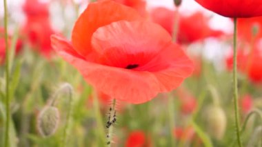 Gün doğumunda bir tarlada kırmızı yabani haşhaş çiçeği
