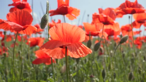 Fleur Pavot Sauvage Rouge Dans Champ Lever Soleil — Video