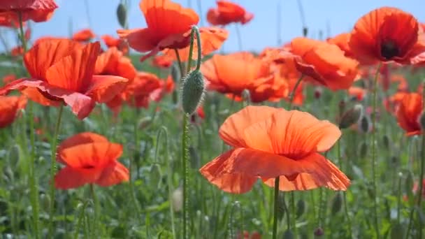 Czerwony Dziki Kwiat Maku Polu Wschodzie Słońca — Wideo stockowe