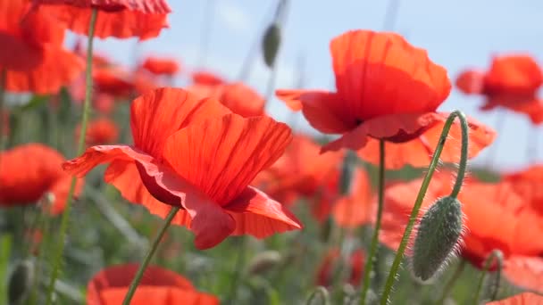 日出时在田野里的红色野罂粟花 — 图库视频影像