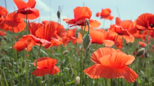 Rode Wilde Poppy Bloem Een Veld Bij Zonsopgang — Stockvideo