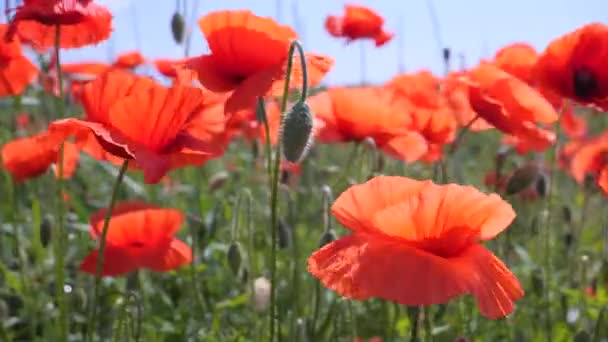 日の出の野原に赤い野生のケシの花 — ストック動画