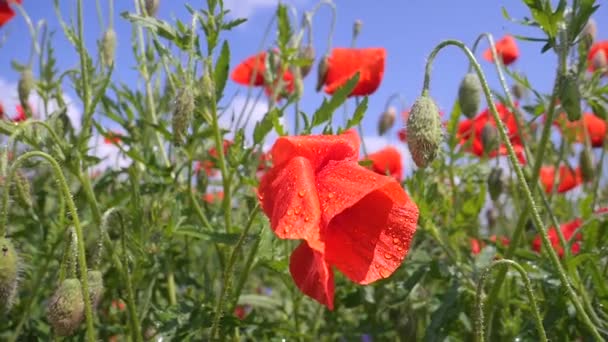 Gün Doğumunda Bir Tarlada Kırmızı Yabani Haşhaş Çiçeği — Stok video