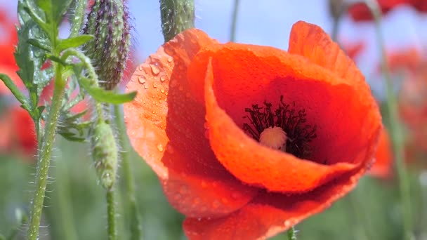 Rote Wilde Mohnblume Auf Einem Feld Bei Sonnenaufgang — Stockvideo