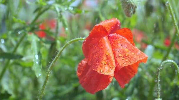 日出时在田野里的红色野罂粟花 — 图库视频影像