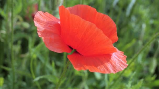 Κόκκινο Άγριο Λουλούδι Παπαρούνας Ένα Χωράφι Ξημέρωμα — Αρχείο Βίντεο