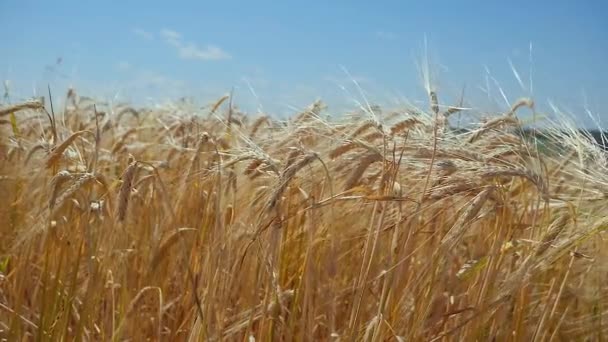 Rogge Spikeletten Een Veld Zomer — Stockvideo