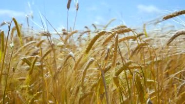 Yaz aylarında bir alanda çavdar sivri