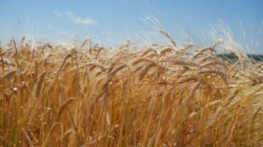 Yaz aylarında bir alanda çavdar sivri