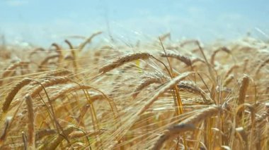 Yaz aylarında bir alanda çavdar sivri