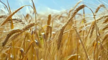 Yaz aylarında bir alanda çavdar sivri