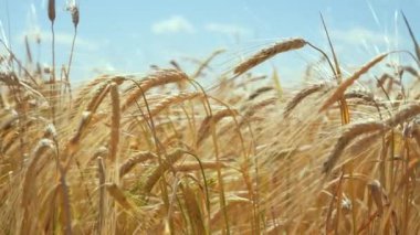 Yaz aylarında bir alanda çavdar sivri