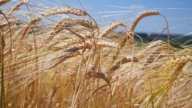 Yaz aylarında bir alanda çavdar sivri