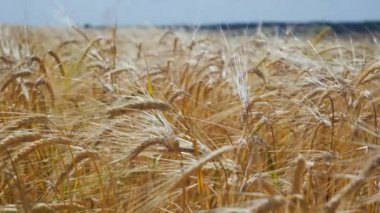 Yaz aylarında bir alanda çavdar sivri