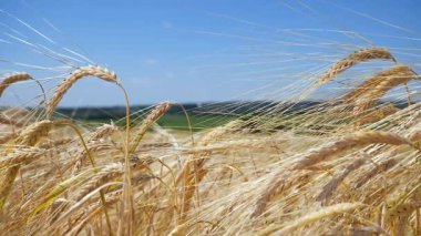 Yaz aylarında bir alanda çavdar sivri