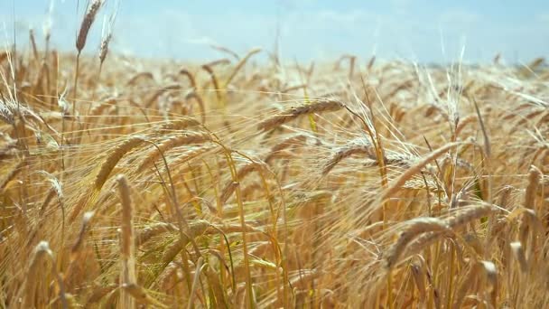 Rogge Spikeletten Een Veld Zomer — Stockvideo